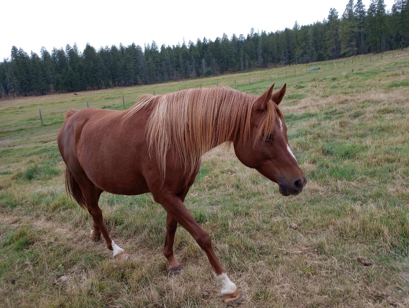 Khanfident Equine Gestalt Coach With Roots And All Healing