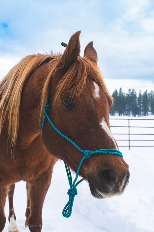 Clarity with a horse